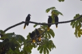 costa rica wildlife, pacific-028